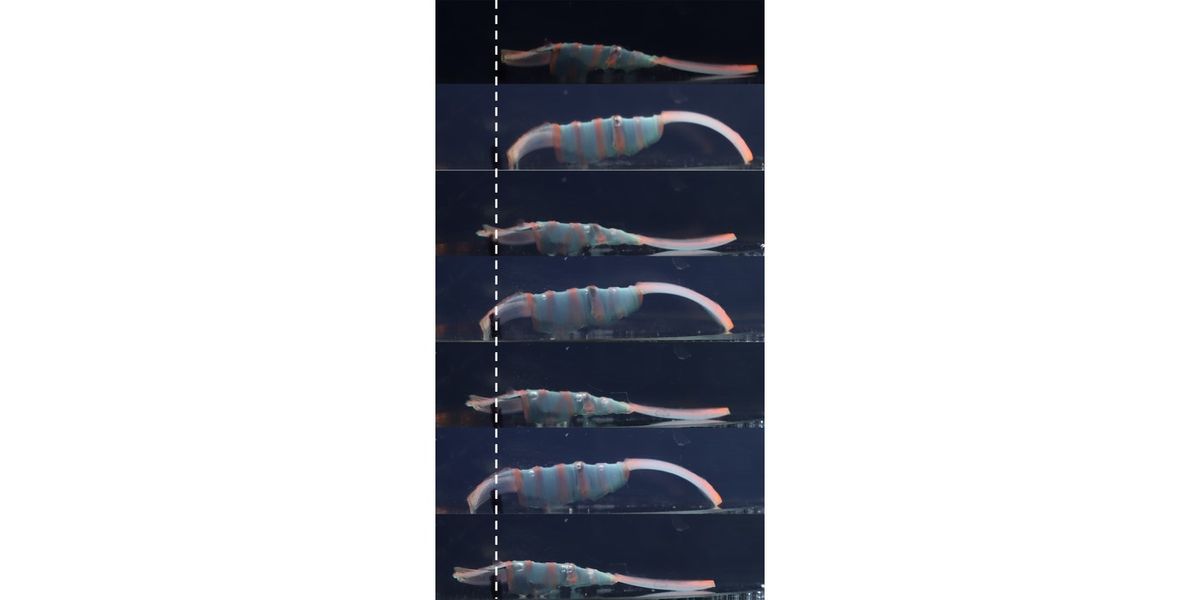 New robot does ‘the worm’ when temperature changes