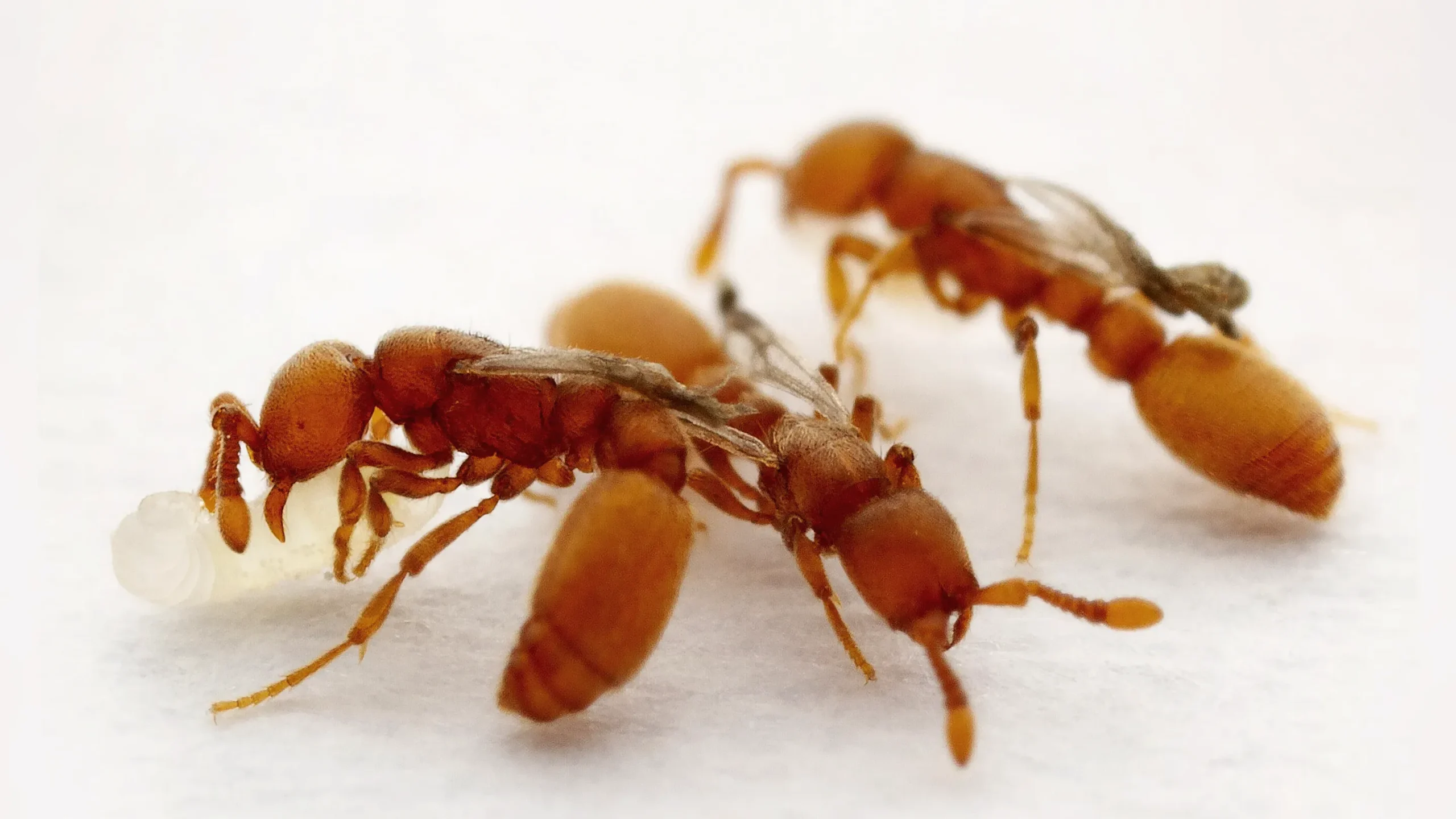 A Mutation Turned Ants Into Parasites in One Generation