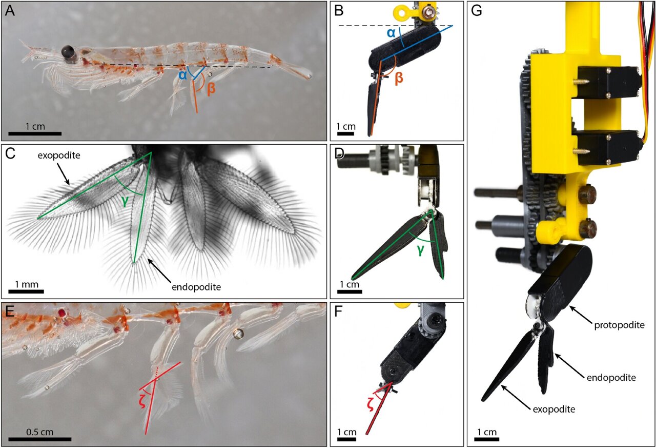 Emulating how krill swim to build a robotic platform for ocean navigation
