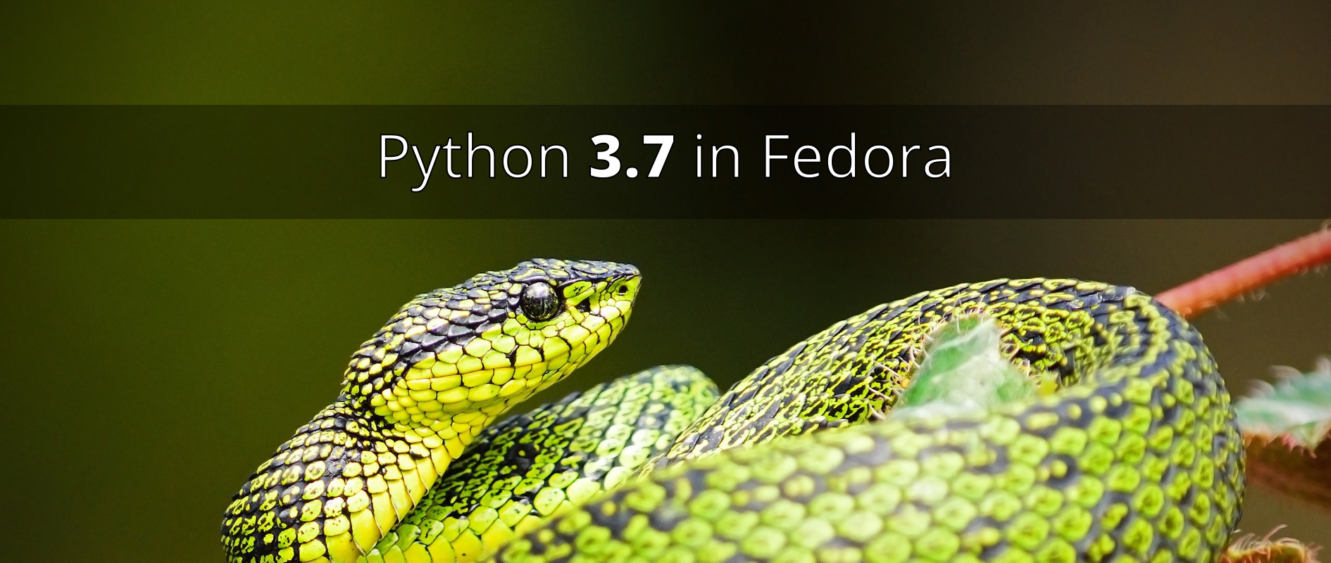 Fedora 37: python3.7 2023-dd526ed2e4
